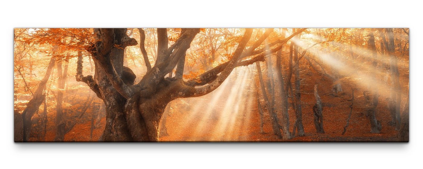 möbel-direkt.de Leinwandbild Bilder XXL Mystischer uralter Baum Wandbild auf Leinwand von möbel-direkt.de