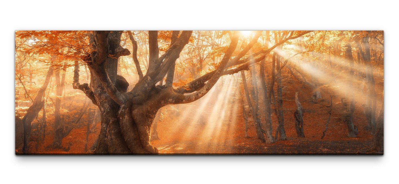 möbel-direkt.de Leinwandbild Bilder XXL Mystischer uralter Baum Wandbild auf Leinwand von möbel-direkt.de