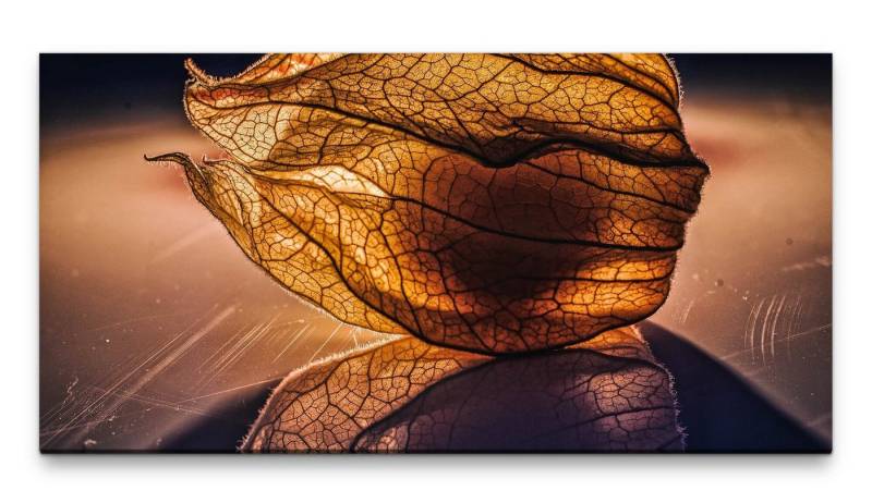 möbel-direkt.de Leinwandbild Bilder XXL Physalis geschlossen 50x100cm Wandbild auf Leinwand von möbel-direkt.de