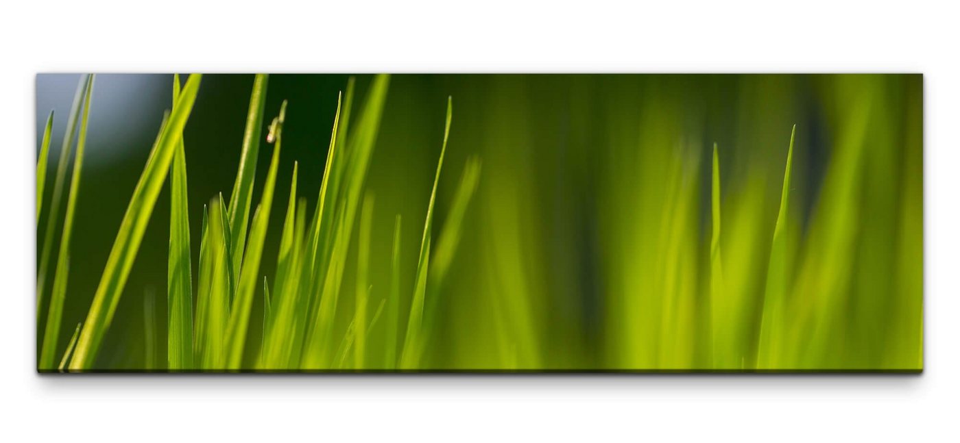 möbel-direkt.de Leinwandbild Bilder XXL Saftiges Grass Wandbild auf Leinwand von möbel-direkt.de