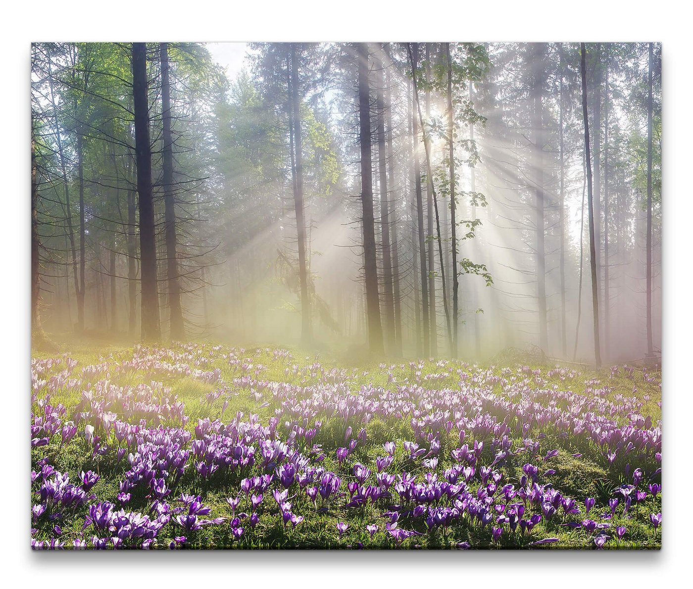 möbel-direkt.de Leinwandbild Bilder XXL Wald im Frühling Wandbild auf Leinwand von möbel-direkt.de