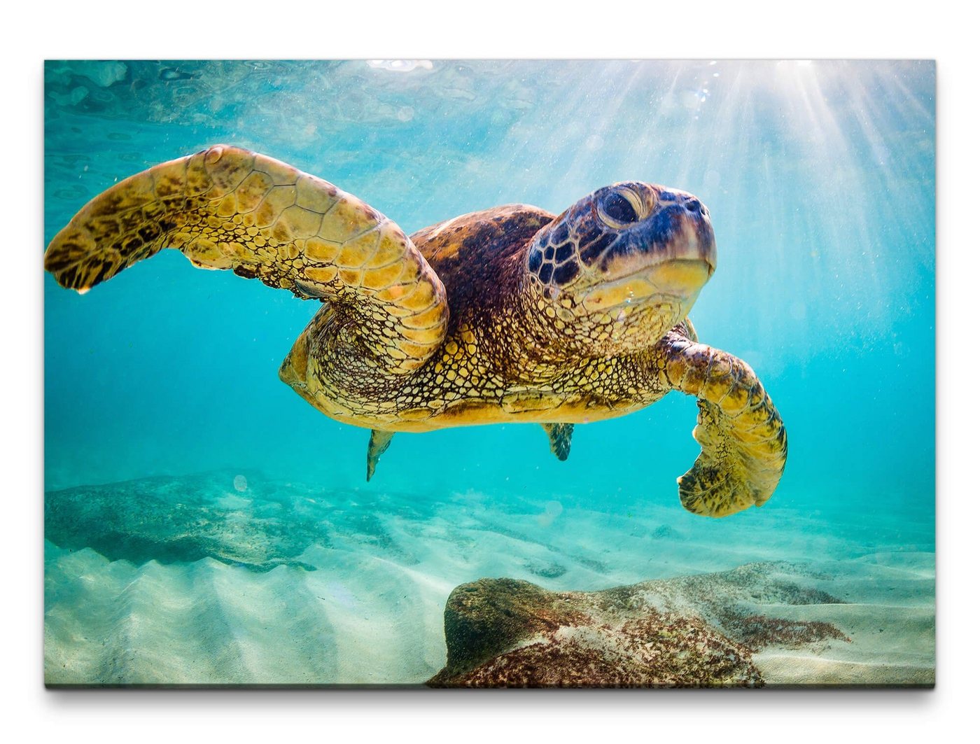 möbel-direkt.de Leinwandbild Bilder XXL Wasserschildkröte Wandbild auf Leinwand von möbel-direkt.de