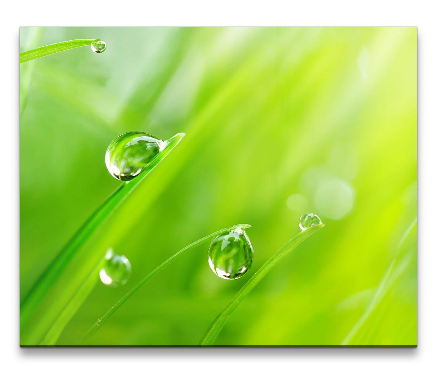 möbel-direkt.de Leinwandbild Bilder XXL Wassertropfen auf Gras Wandbild auf Leinwand von möbel-direkt.de