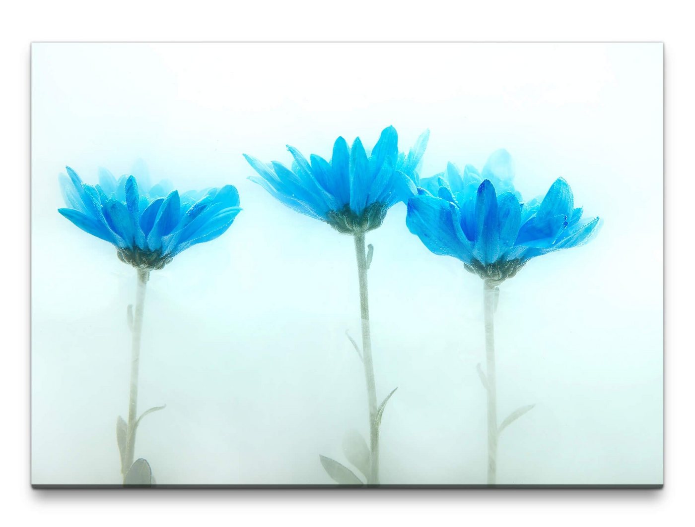 möbel-direkt.de Leinwandbild Bilder XXL Zarte blaue Blumen Wandbild auf Leinwand von möbel-direkt.de