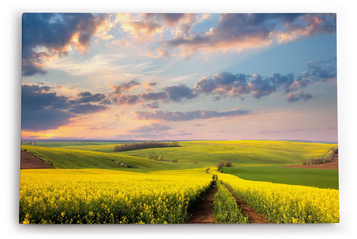 möbel-direkt.de Leinwandbild Landschaft Felder Himmel Natur Gelb Horizont von möbel-direkt.de