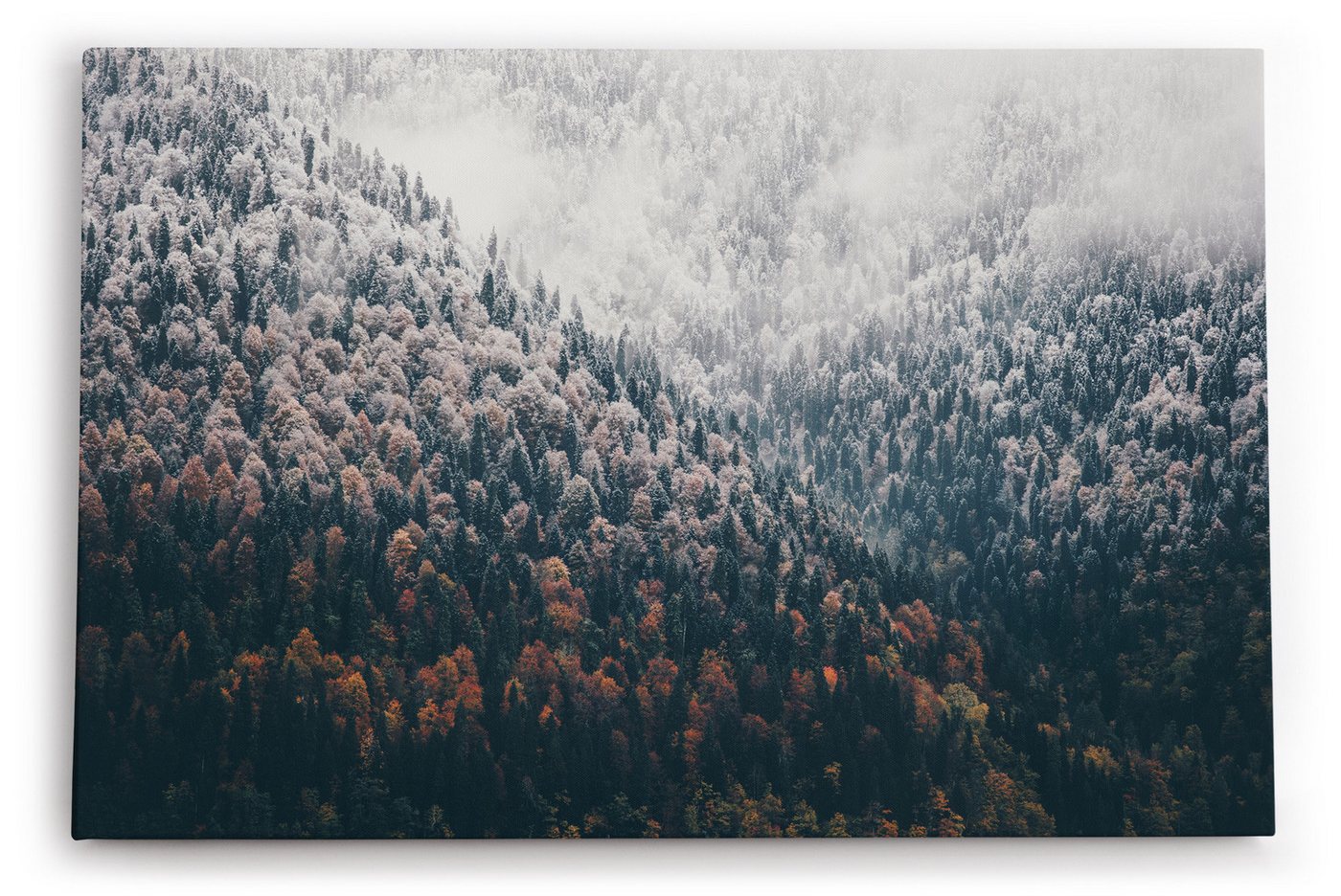 möbel-direkt.de Leinwandbild Tannenwald Wald Berg Natur Bäume Nebel Kunstvoll von möbel-direkt.de