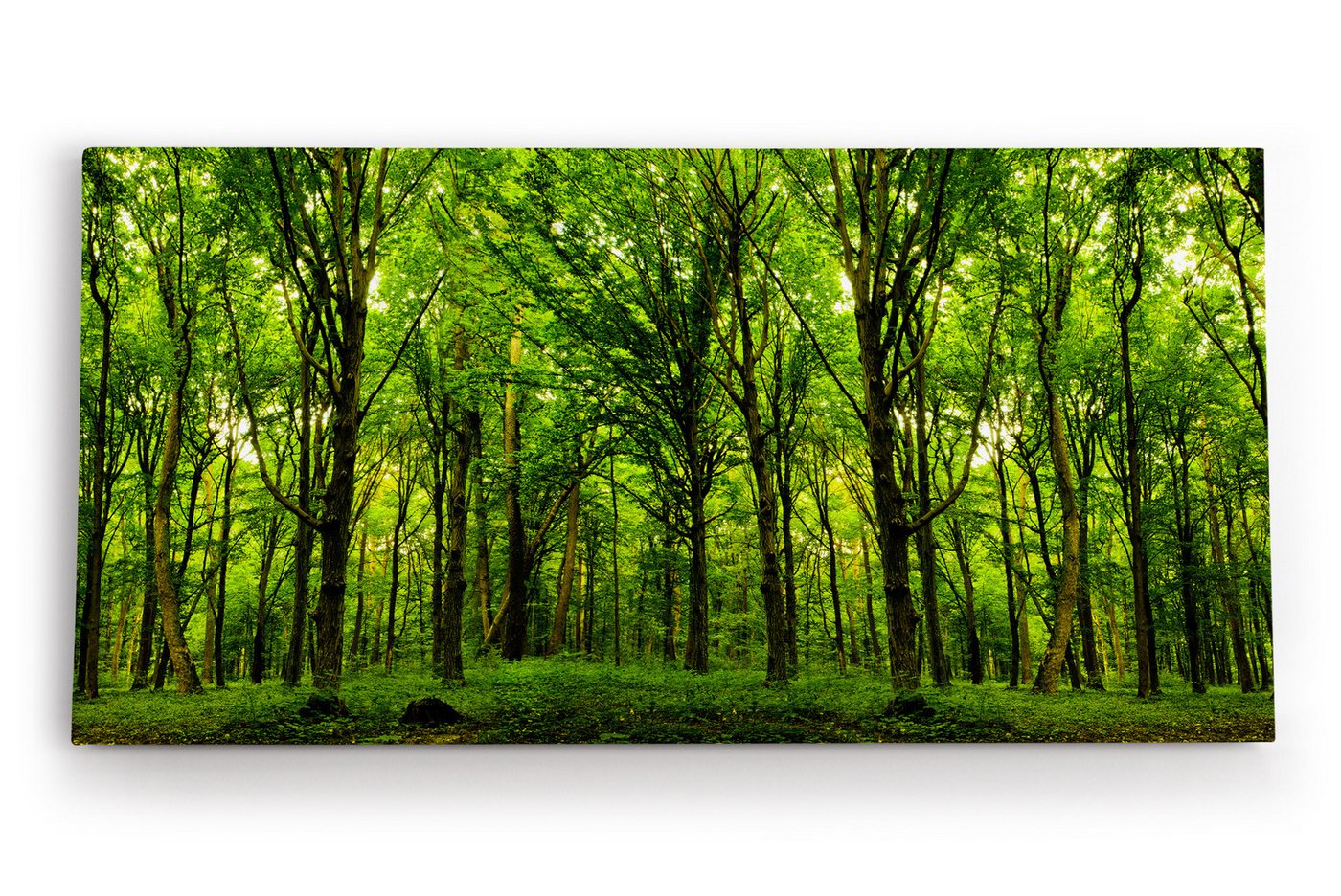 möbel-direkt.de Leinwandbild Wald Bäume Sonnenstrahlen Natur Grün Blätter von möbel-direkt.de