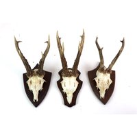 Jagdtrophäe | Geweih Auf Geschnitzter Holzplatte Rehbock Jagdtrophäe | Geweih Auf Geschnitzter Holzplatte Rehbock von monamievintageDE