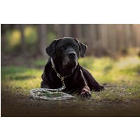 Hundehalsband Und Leine Aus Tauseil „Aloha" Mit Grün Umwickelung Gold Karabiner von moonandneck