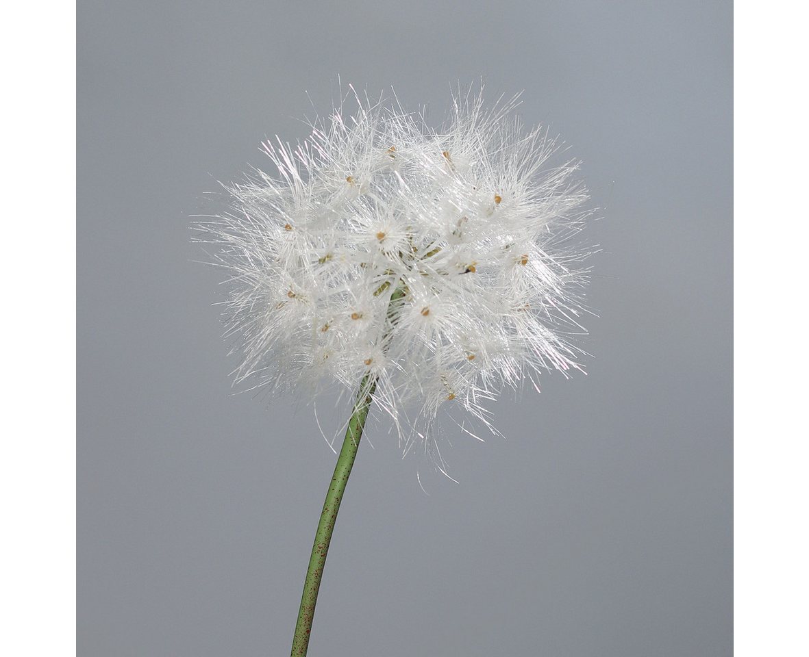 Kunstblume künstliche Pusteblume Löwenzahn 80cm oder 88cm, mucPlants, Höhe 80 cm, Stecker von mucPlants