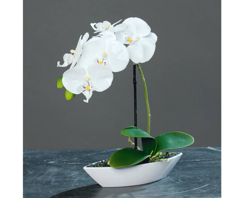 Kunstorchidee 30cm im Kunststoff-Schiffchen künstliche Orchidee, mucPlants Kunstorchidee 30cm im Kunststoff-Schiffchen künstliche Orchidee, mucPlants von mucPlants