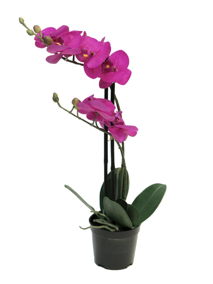 Kunstorchidee künstliche Phalaenopsis Bora 50cm mit 2 Rispen, mucPlants Kunstorchidee künstliche Phalaenopsis Bora 50cm mit 2 Rispen, mucPlants von mucPlants
