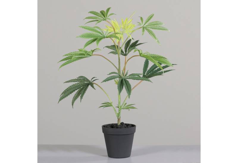 Kunstpflanze Künstliche Cannabis Pflanze im Topf, Grün, 55 cm Höhe, mucPlants von mucPlants