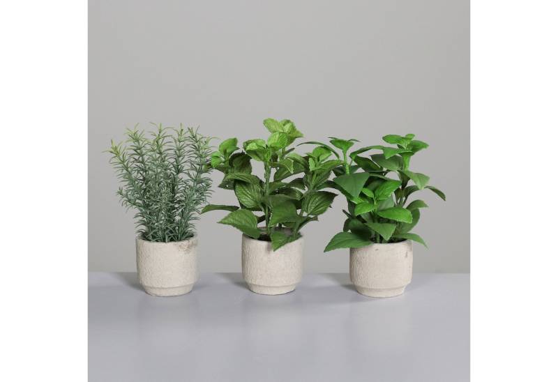 Kunstpflanze Künstliches botanisches Zierkräuter 3er Set, Zement-Töpfe, mucPlants Kunstpflanze Künstliches botanisches Zierkräuter 3er Set, Zement-Töpfe, mucPlants von mucPlants