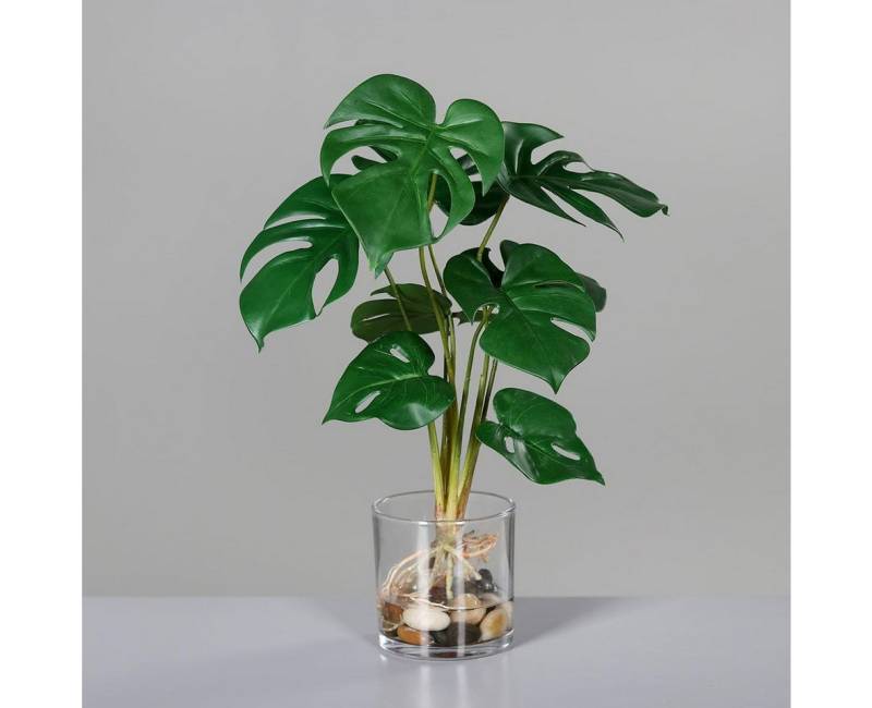 Kunstpflanze Monstera Deluxe Kunstpflanze im Glasgefäß, 38 cm künstliches Wasser, mucPlants von mucPlants