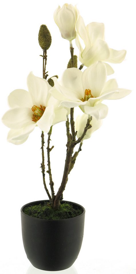 Kunstpflanze künstliche Magnolia Creme im Topf Magnolie, mucPlants, Höhe 38 cm von mucPlants