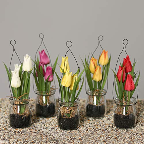 mucplants 6X künstiche Tulpen im Glastopf 18cm (2X Creme, 1x gelb, 1x Fuchsia, 1x rot, 1x orange) zum Stellen oder Hängen Tischdekoration Kunstblume Frühlingsdekoration Seidenblumen von mucplants