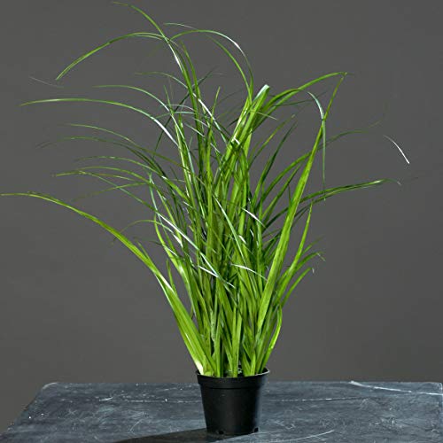 mucplants Chinaschilf Kunstgras, 45cm, im schwarzen Topf/Kunstpflanze/künstliches Gras für Zimmer-, Büro-, Gaststätten- oder Messedekoration von mucplants