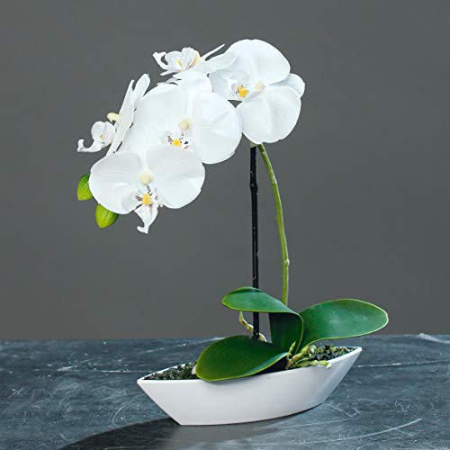 mucplants Kunstblume Orchidee Phalaenopsis im Kunststoff-Schiffchen, Creme, ca. 30cm künstliche Orchidee, Zimmer- oder Tischdekoration von mucplants