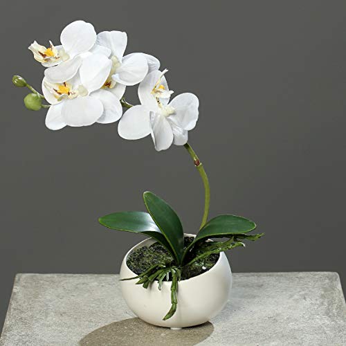 mucplants Kunstblume Orchidee Phalaenopsis in Keramikschale, Creme, ca. 25cm künstliche Orchidee mit Natural-Touch Blüten, Zimmer-, Tischdekoration von mucplants