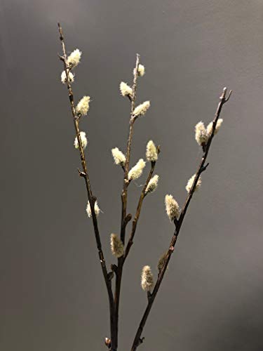 mucplants Weidenkätzchenzweig 40cm künstliche Weidenkätzchen Kunstzweig Palmkätzchen Salix Kunstpflanzen von mucplants