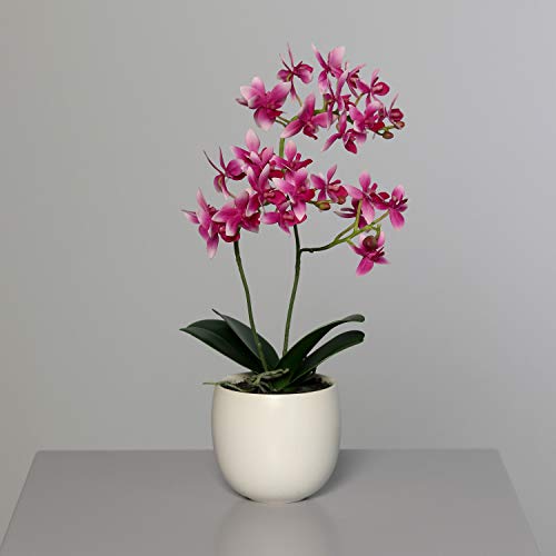 mucplants künstliche wunderschöne Orchidee Phalaenopsis Rosa mit Real-Touch-Beschichtung H. 37cm im Keramiktopf Creme Kunstblume Kunstpflanze Dekopflanze von mucplants