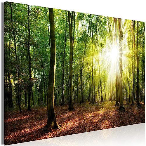 murando - Bilder Wald 60x40 cm Leinwandbild 1 tlg Kunstdruck modern Wanbilder XXL Wanddekoration Design Wand Bild Waldlandschaft Natur Panorama Baum c-B-0663-b-a von murando