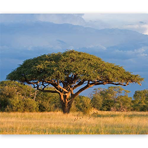 murando Fototapete selbstklebend Baum 343x270 cm Tapete Wandtapete Klebefolie Dekorfolie Tapetenfolie Wand Dekoration Wandaufkleber Wohnzimmer Landschaft Savanne Afrika Akazie von murando