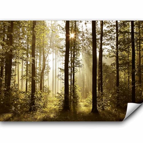 murando PREMIUM Fototapete Wald 400x280 cm Vlies Tapeten Wandtapete XXL Moderne Wanddeko Design Wand Dekoration Wohnzimmer Schlafzimmer Büro Flur Landschaft Natur Wald Bäume von murando