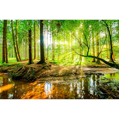 murando - PREMIUM Fototapete XXL Wald 500x280 cm Vlies Tapeten Wandtapete XXL Moderne Wanddeko Design Wand Dekoration Wohnzimmer Schlafzimmer Büro Natur Baum grün Landschaft Sonne von murando