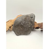 Ammonit Fossil Schnecke Urzeit Versteinerung von murmelnimkopf