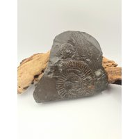 Ammonit Fossil Schnecke Urzeit Versteinerung von murmelnimkopf