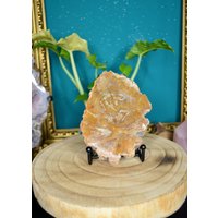 Feenholz Quarz Holz Versteinertes Druzy Kristalle Feenholz Quarz Holz Versteinertes Druzy Kristalle von murmelnimkopf