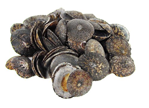 Muschel Oval Limpet 250gr 3-6cm | Maritime Dekoration | Muschelmix | Muschel Oval Limpet | Muschelhäuser | Dekomuscheln | von muschel-sammler-shop