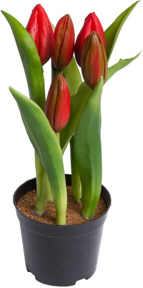 Kunstblume Tulpenpflanze mit 5 Knospen, my home, Höhe 23 cm von my home