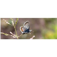 mySPOTTI Badrückwand »Schmetterling«, BxH:120 cm x 45 cm, rosa von mySPOTTI