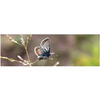 mySPOTTI Badrückwand »Schmetterling«, BxH:140 cm x 45 cm, rosa von mySPOTTI