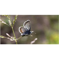 mySPOTTI Badrückwand »Schmetterling«, BxH:90 cm x 45 cm, rosa von mySPOTTI