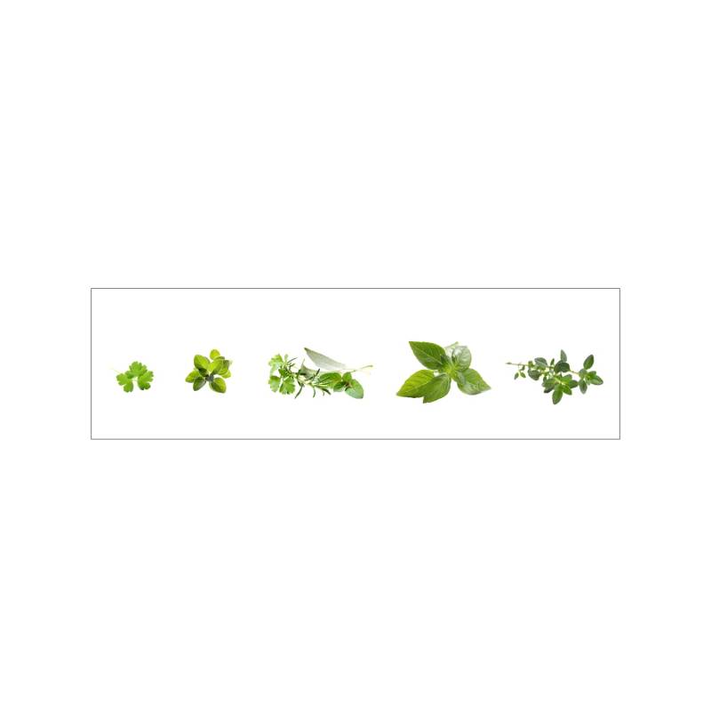 MySpotti Küchenrückwand Profix Cucina Kräuter 210 x 60 cm Minzgrün von mySPOTTi