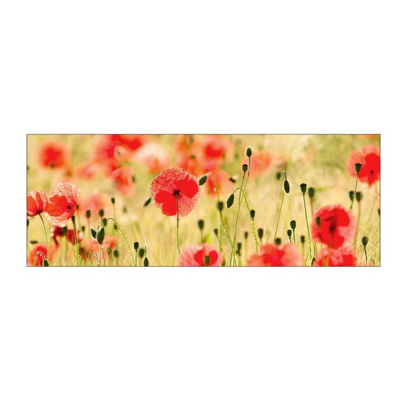 MySpotti Küchenrückwand Profix Cucina Mohnet 160 x 60 cm Mohnblüte von mySPOTTi
