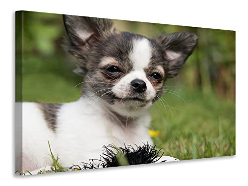 Leinwandbild Chihuahua zum Verlieben, Maße:75x50cm von myangels