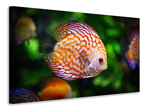 Leinwandbild Der Diskus Fisch, Maße:120x80cm von myangels