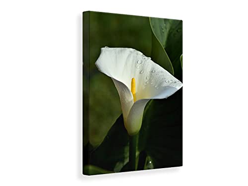 Leinwandbild Weisse Calla mit Morgentau, Maße:20x30cm von myangels