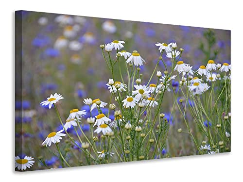 Leinwandbild Wilde Blumenwiese, Maße:120x80cm von myangels