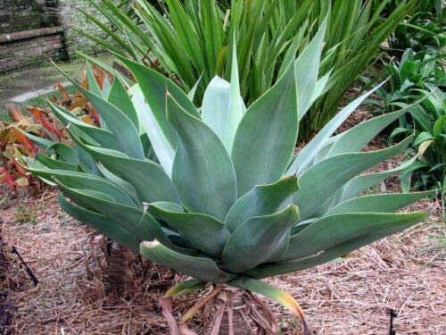 Agave attenuata The Foxtail Agave, 5 Samen von N/