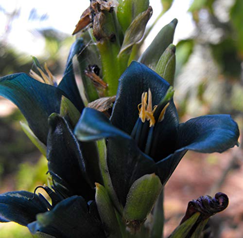 Puya alpestris Saphirturm, 10 Samen von n/