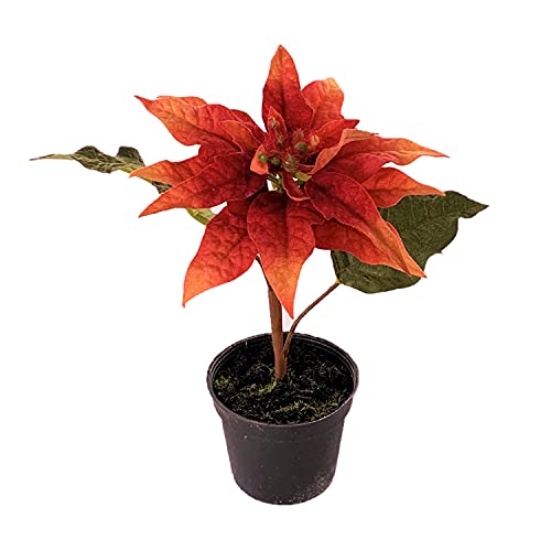 naninoa Kunstblume POINSETTIE im Topf. 17 cm. Weihnachtsstern, Adventsstern, Christstern, Poinsettia in rot ORANGE von naninoa