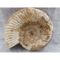 xl Großer Ammonit von naturalmysticsu