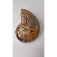 Nautilus Versteinerung Nautilus Versteinerung von naturalmysticsu