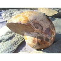 Rarität Versteinerung Nautilus Schnecke Wunderschönes Dekorationsobjekt Rarität Versteinerung Nautilus Schnecke Wunderschönes Dekorationsobjekt von naturalmysticsu